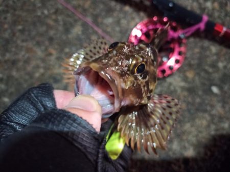 2022/11/24 南港ヘチ釣り釣行