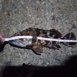 2022/11/25 南港落とし込み釣り釣行