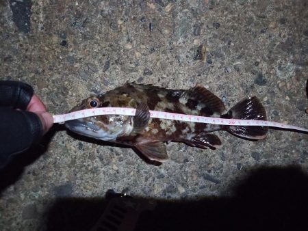 2022/11/25 南港落とし込み釣り釣行