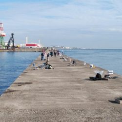 播磨新島のキス調査