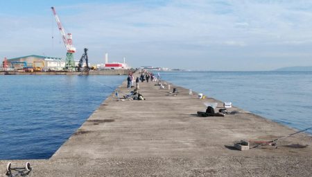 播磨新島のキス調査