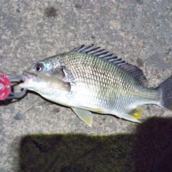 2022/11/26 南港ライトゲーム釣行