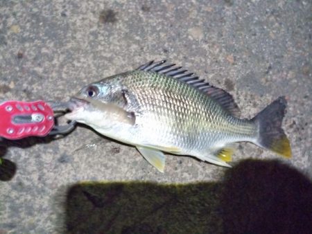 2022/11/26 南港ライトゲーム釣行