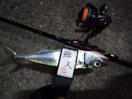 2022/11/27 南港ライトゲーム釣行