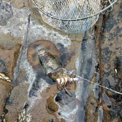 フカセ‥最高ですネ・・