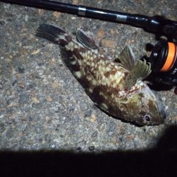 2022/11/28 南港ライトゲーム釣行