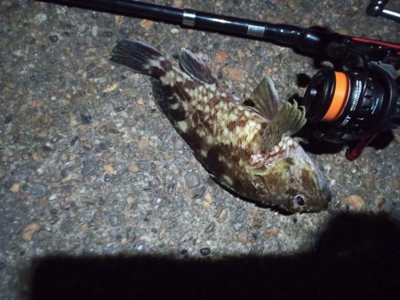 2022/11/28 南港ライトゲーム釣行