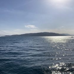 グレ入れ食い！