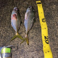 今季初アジング