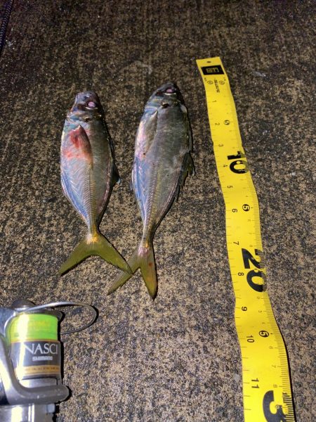 今季初アジング