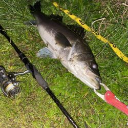 仕事帰りシーバス再び