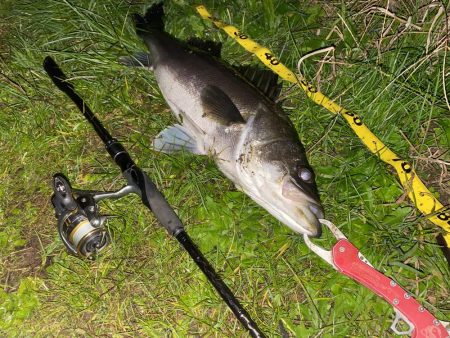 仕事帰りシーバス再び