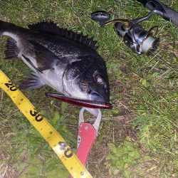 仕事帰りでチヌ