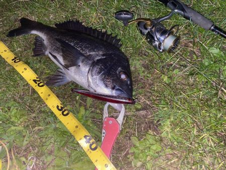 仕事帰りでチヌ