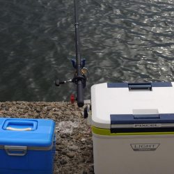 エビ撒き釣り　ハネは釣れず五目釣り