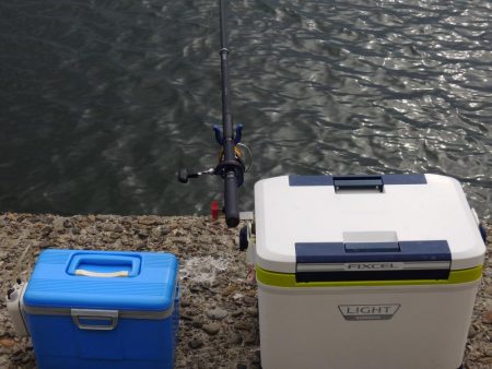 エビ撒き釣り　ハネは釣れず五目釣り