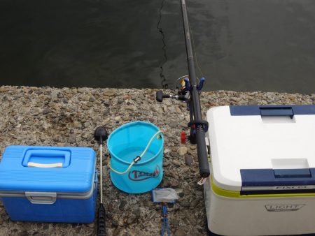 エビ撒きで五目釣り