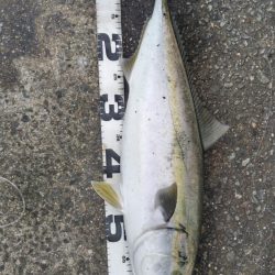 雨降りで、小潮ですが・・・