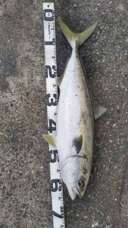 雨降りで、小潮ですが・・・