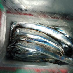 泉州丸　釣果