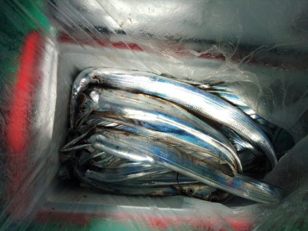 泉州丸　釣果