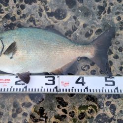 和歌山市江（吉丸渡船）で磯フカセ