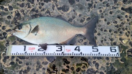 和歌山市江（吉丸渡船）で磯フカセ