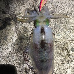 2022 佐渡ヶ島エギング 41回目【11月2日】