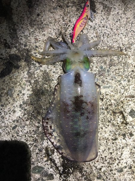 2022 佐渡ヶ島エギング 41回目【11月2日】