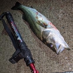 大雨!アオリ3杯&良型シーバス(・x・*)!