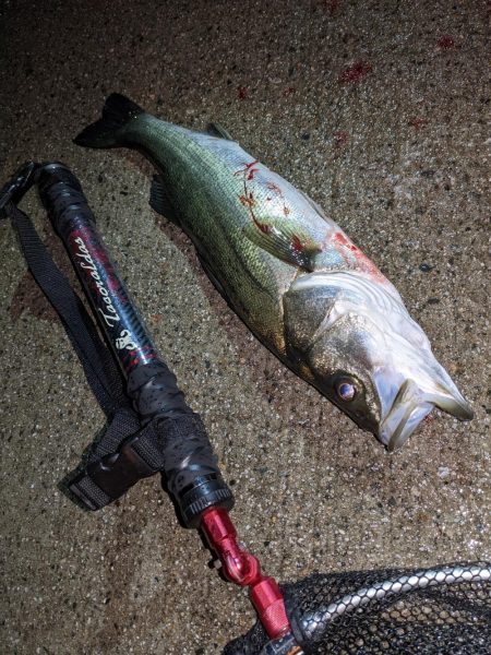 大雨！アオリ3杯&良型シーバス(・…