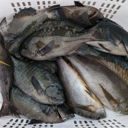 秋グレの数釣り