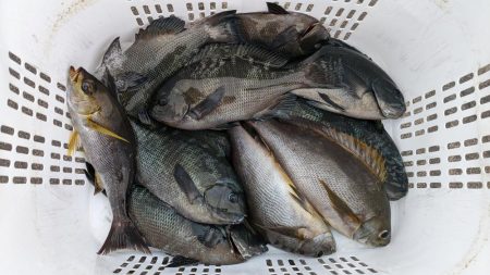 秋グレの数釣り