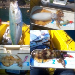 まさかのヒラマサ