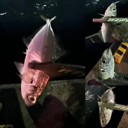 ひっそりと湾奥アジング