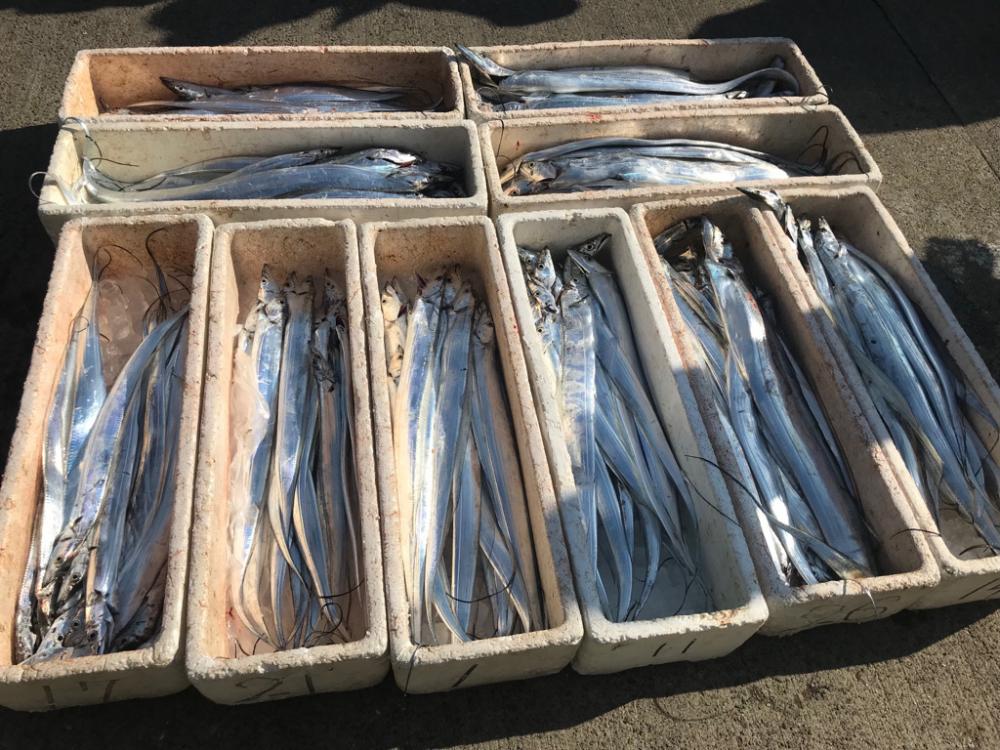 神戸沖タチウオ