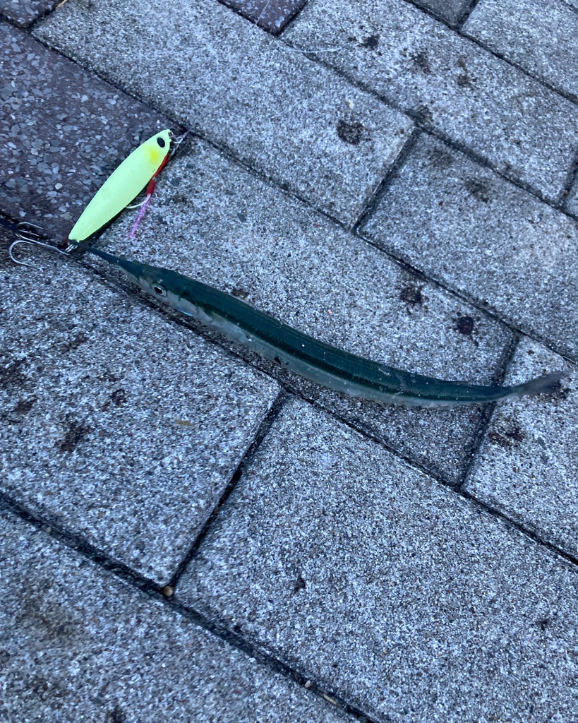 一変激渋ながら青牙マルチ。。