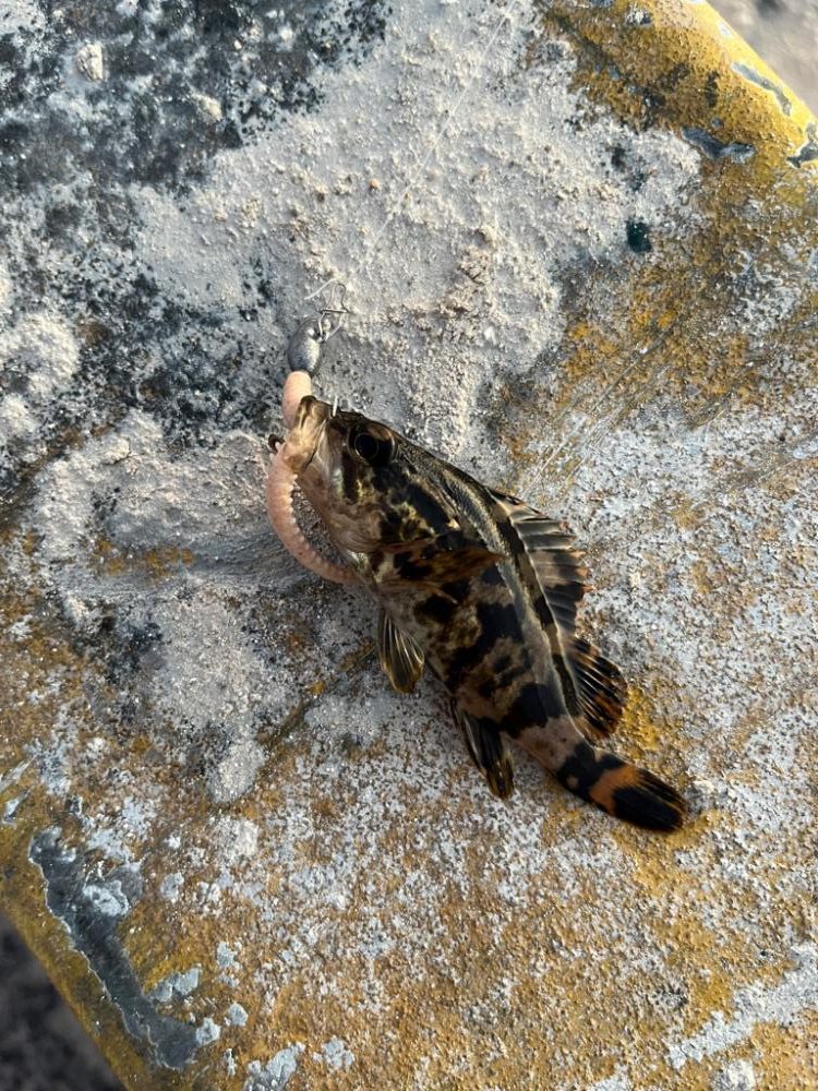 根魚ライトゲーム