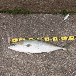 ヒラメに魅せられて