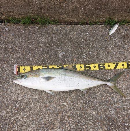 ヒラメに魅せられて