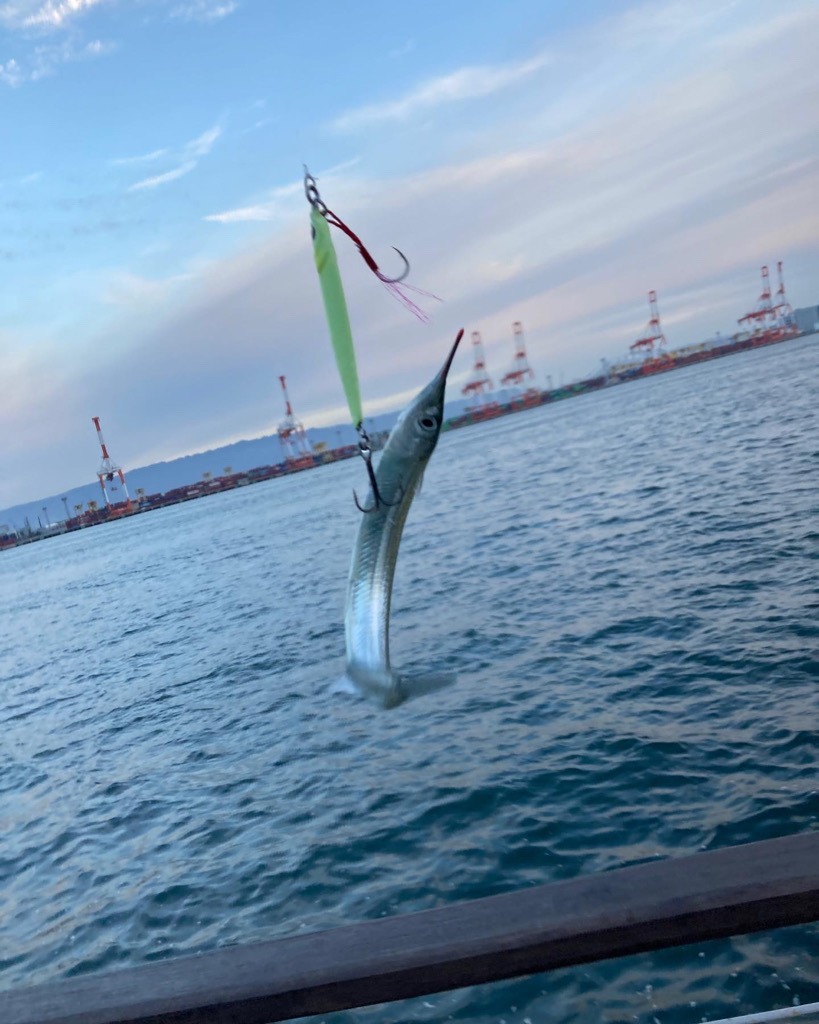 冷え込み激しい中。青牙57cm。。。