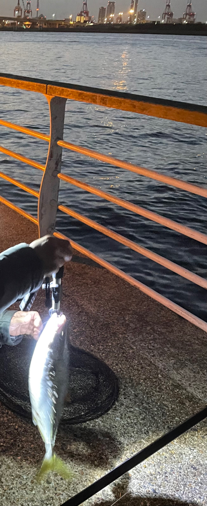 小ぶりですが青物っ❗️