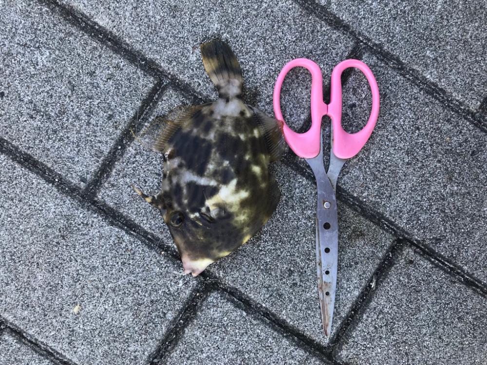カワハギ釣り