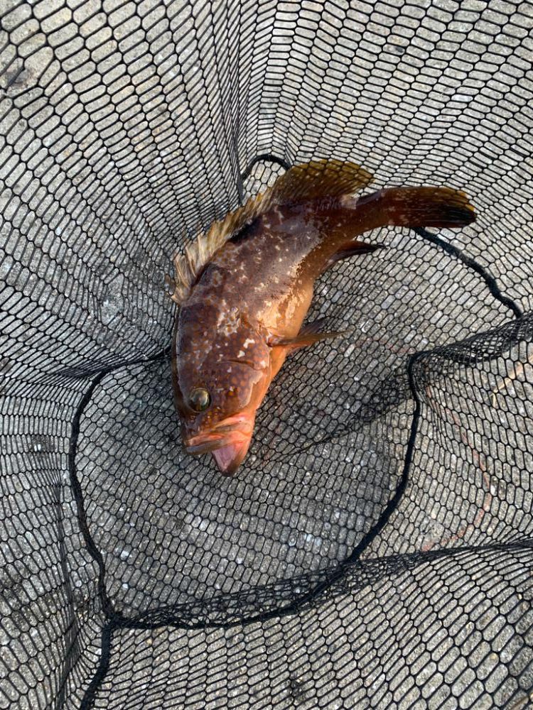 足元の主！でかアコウ