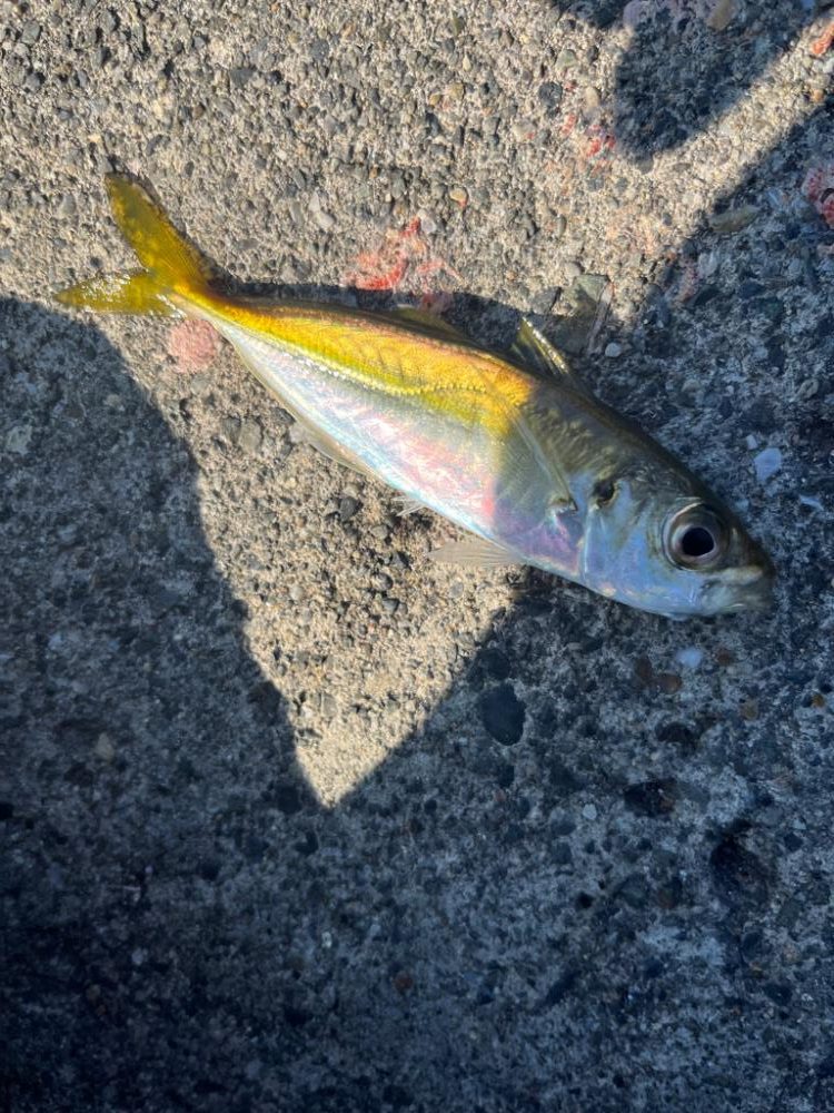 福井ライトゲーム