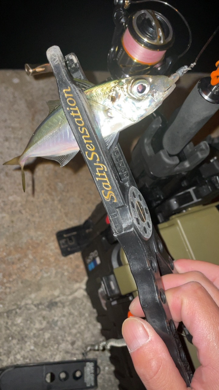 アジングナイト