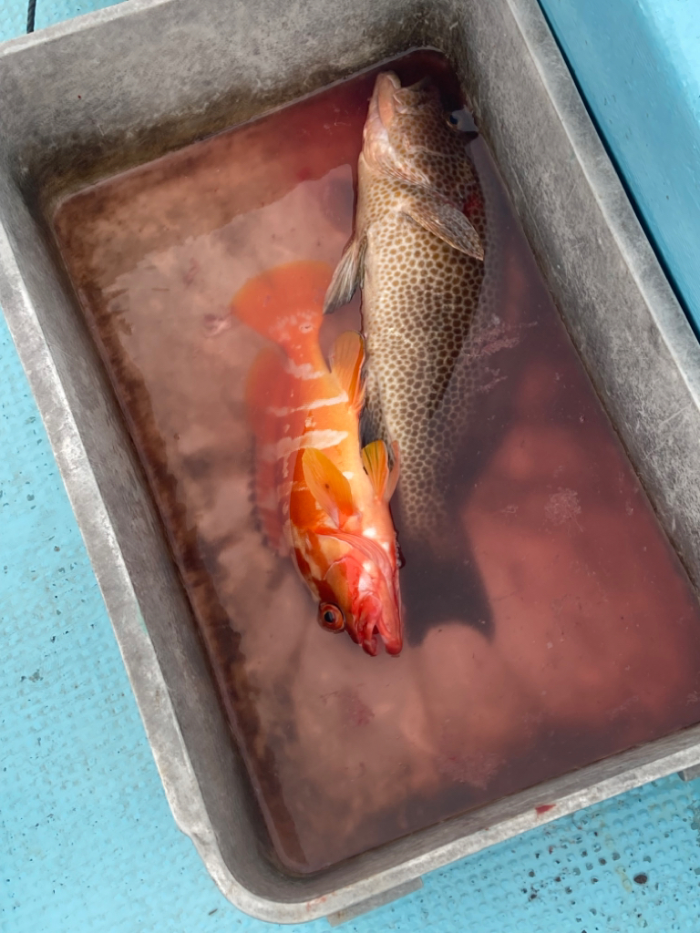 タイラバ五目でアカハタ
