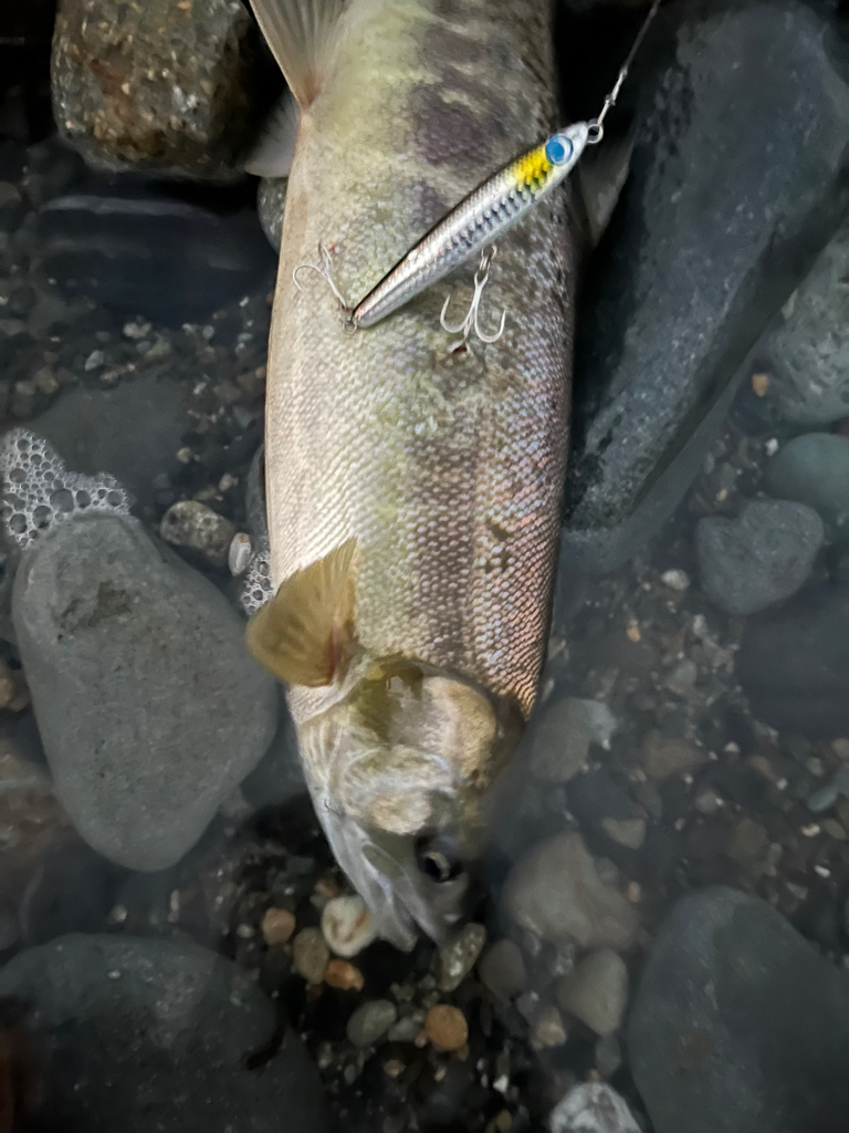 釣れてはいけない魚が