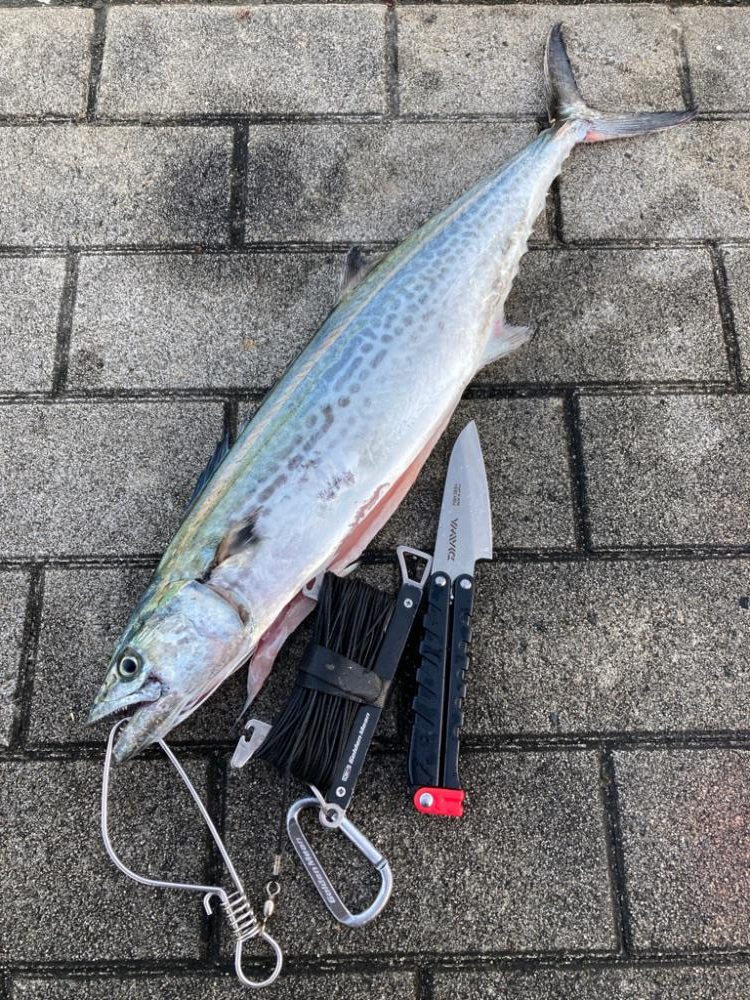 湾奥激渋。青牙秋サゴシ57cm。。