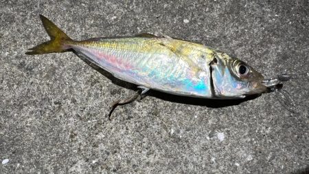 鯵を探して三千里Ver.6